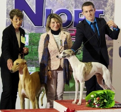 Mandajors - BEST IN SHOW Couple #1 pour Milla et Lewis 